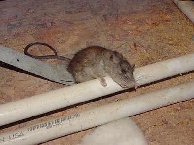 rodent trapping